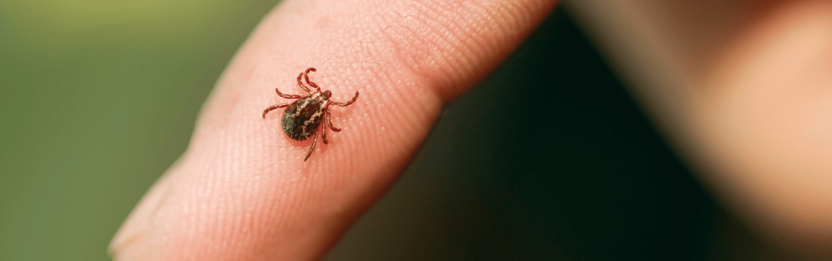 Staying Safe From Ticks This Summer: What You Need to Know